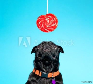 Picture of Black pug with lollypop on a blue background
